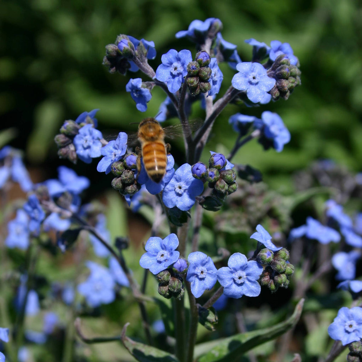 Beloved Friend - Forget Me Not Seed Packets