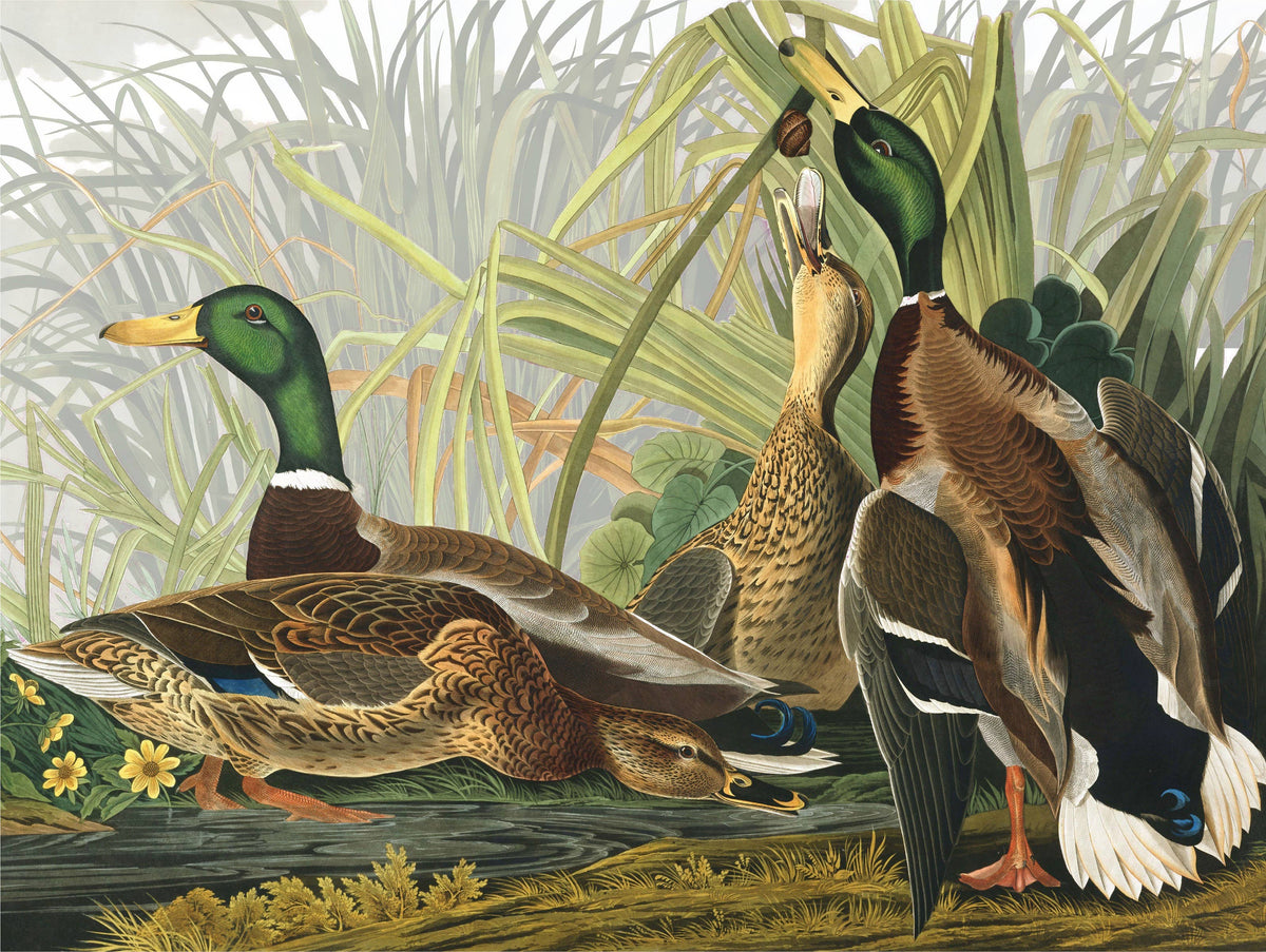 Mallard Ducks - 1000 Piece Jigsaw Puzzle