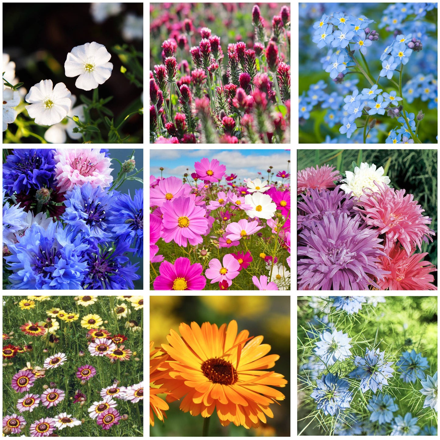 LOVE - Bouquet Wildflower Seed Packets