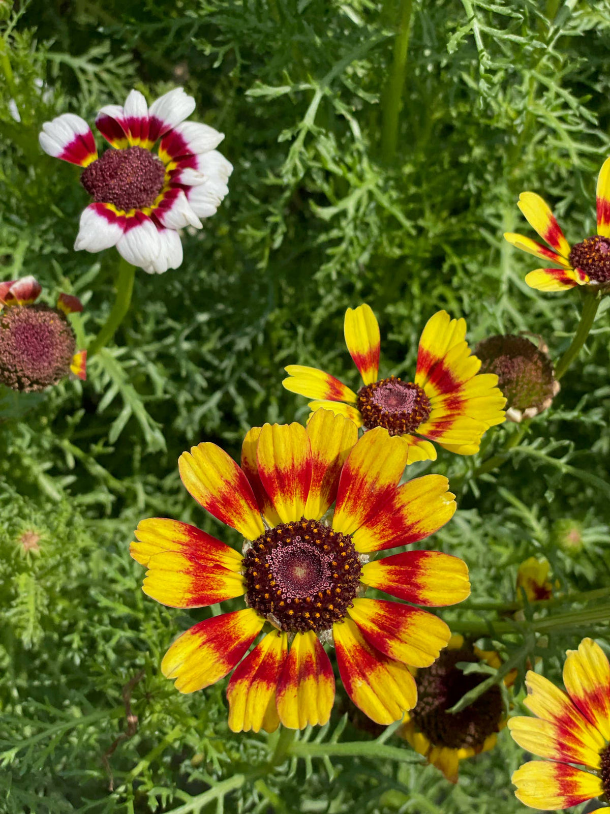 All You Need is Love Painted Daisies