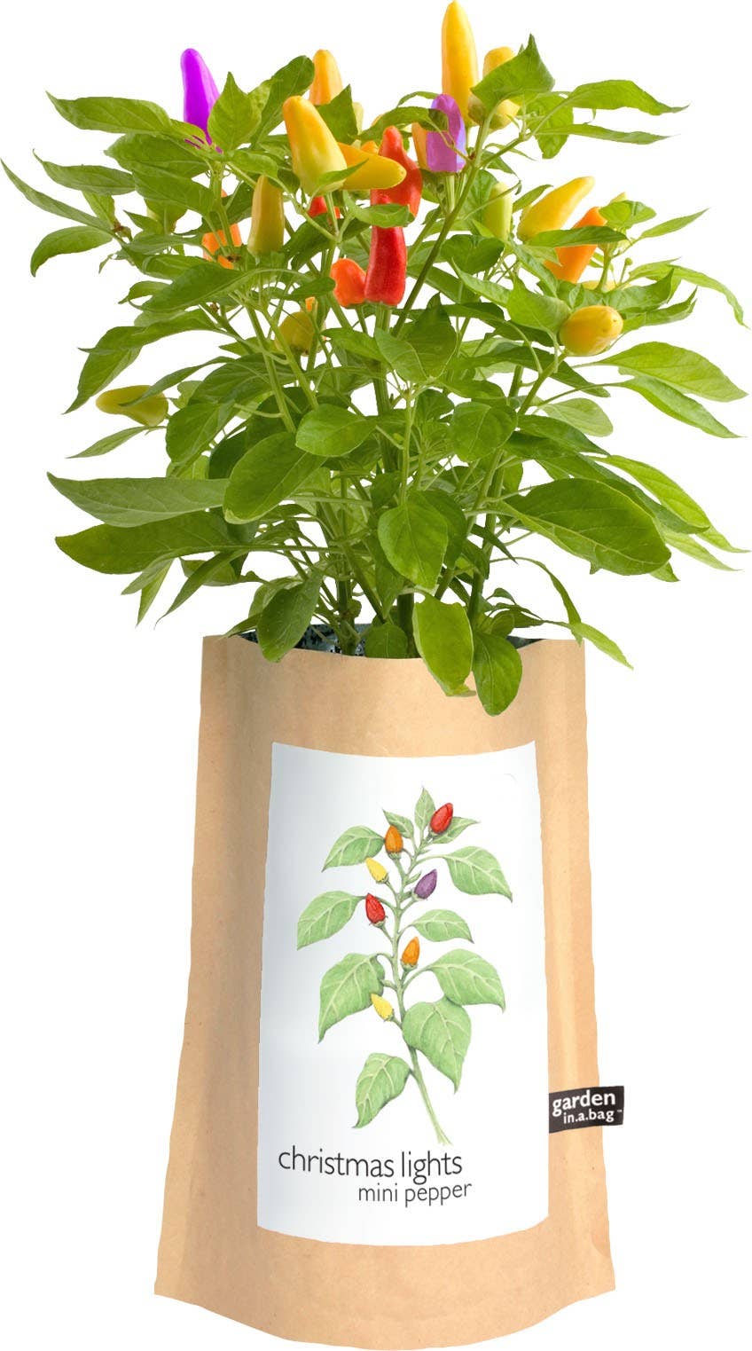 Garden in a Bag | Christmas Lights Peppers | Best Seller