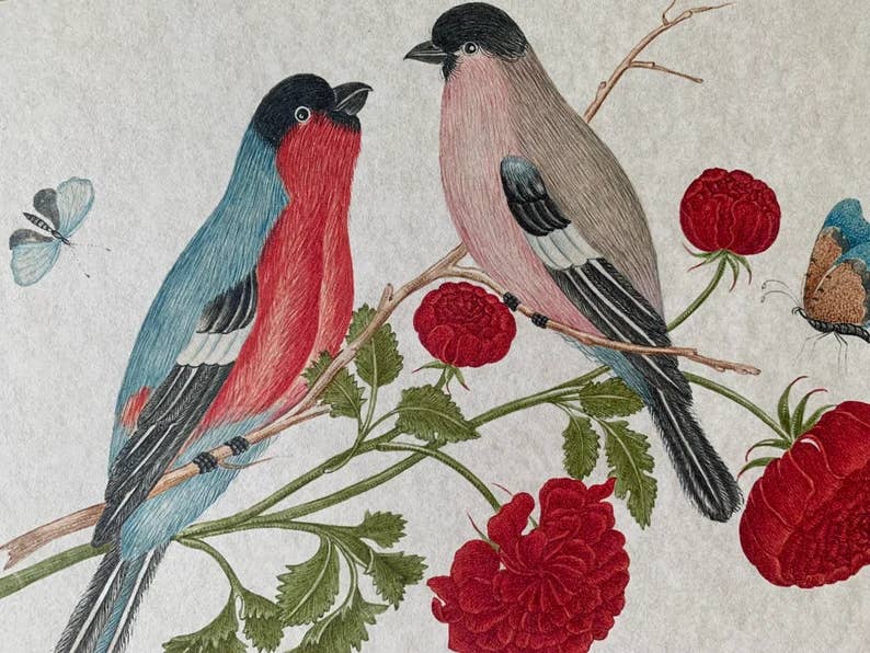 Ornithological Beautiful Botanical Bird Prints : All Prints 5X7