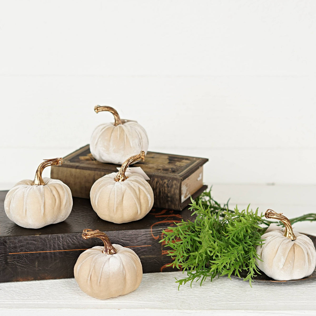 Velvet Pumpkin medium