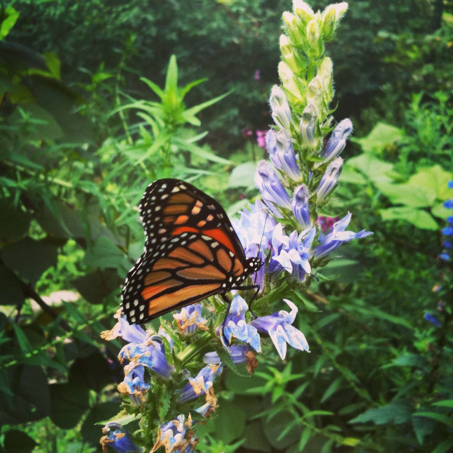 Garden Sprinkles Ornament | Monarch Milkweed