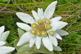 Garden Sprinkle Ornaments | Christmas Edelweiss ornament