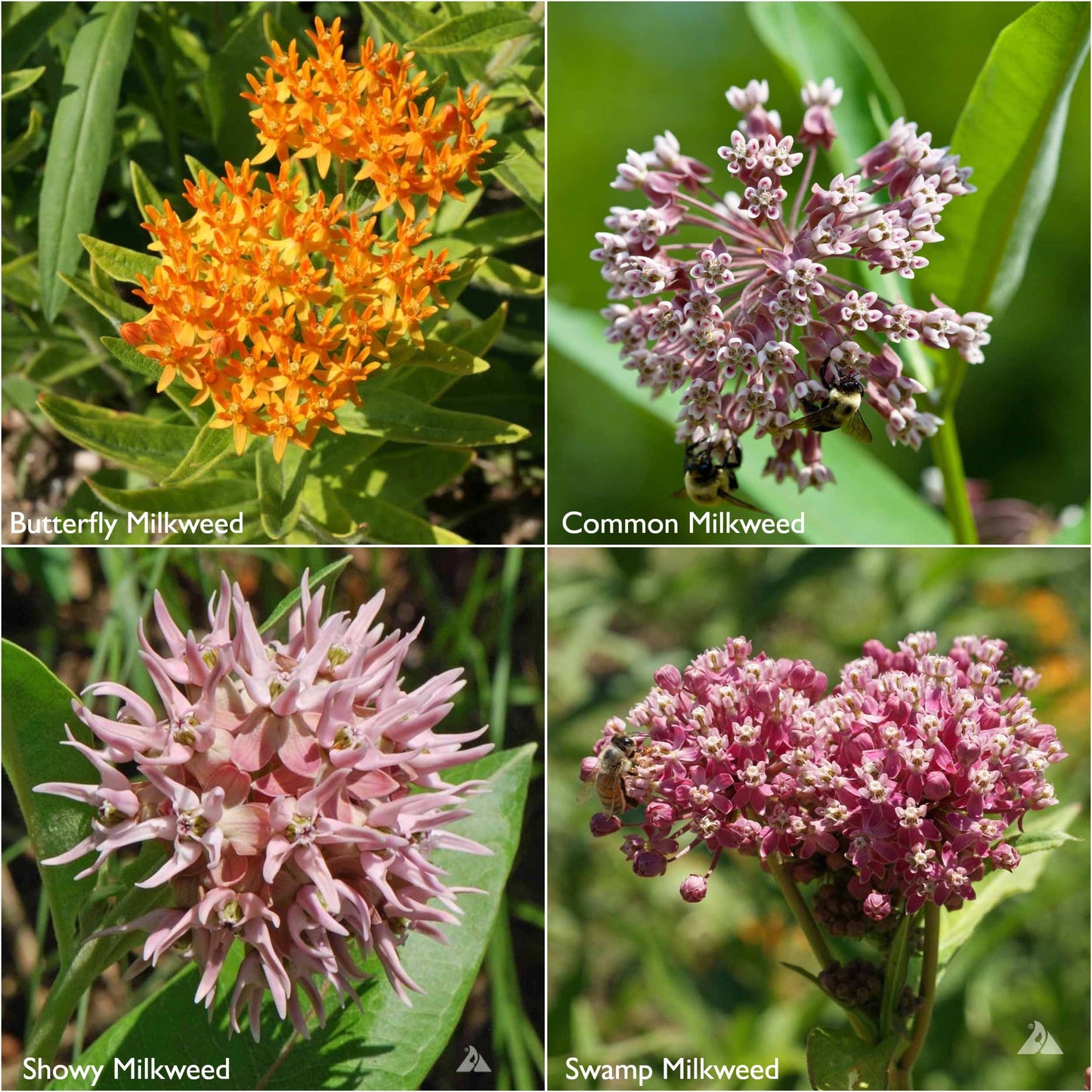 Garden Sprinkles Ornament | Monarch Milkweed