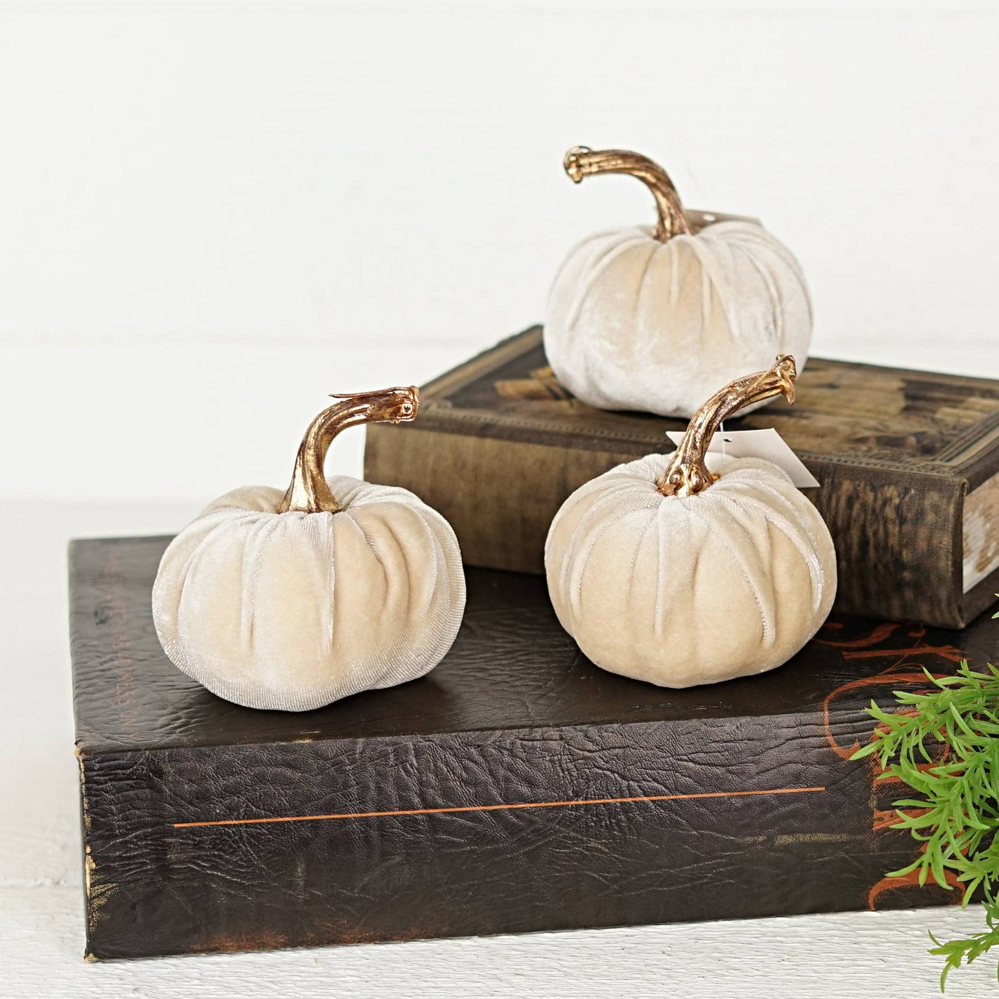 Velvet Pumpkin medium