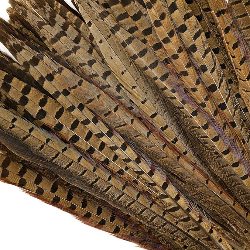 10 PC/PKG Ringneck Pheasant Tails 12-14" - Natural