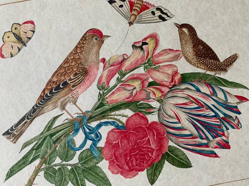 Ornithological Beautiful Botanical Bird Prints : All Prints 5X7