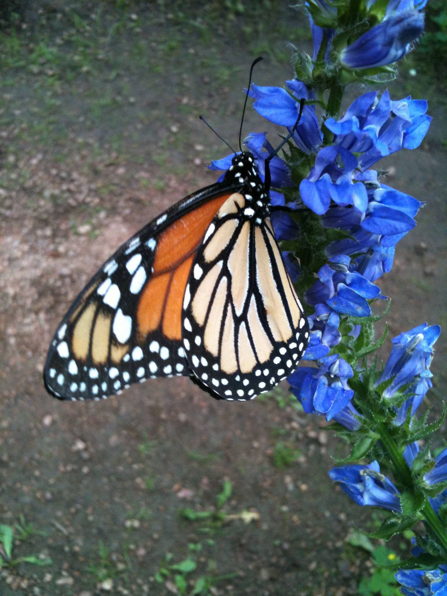 Garden Sprinkles Ornament | Monarch Milkweed