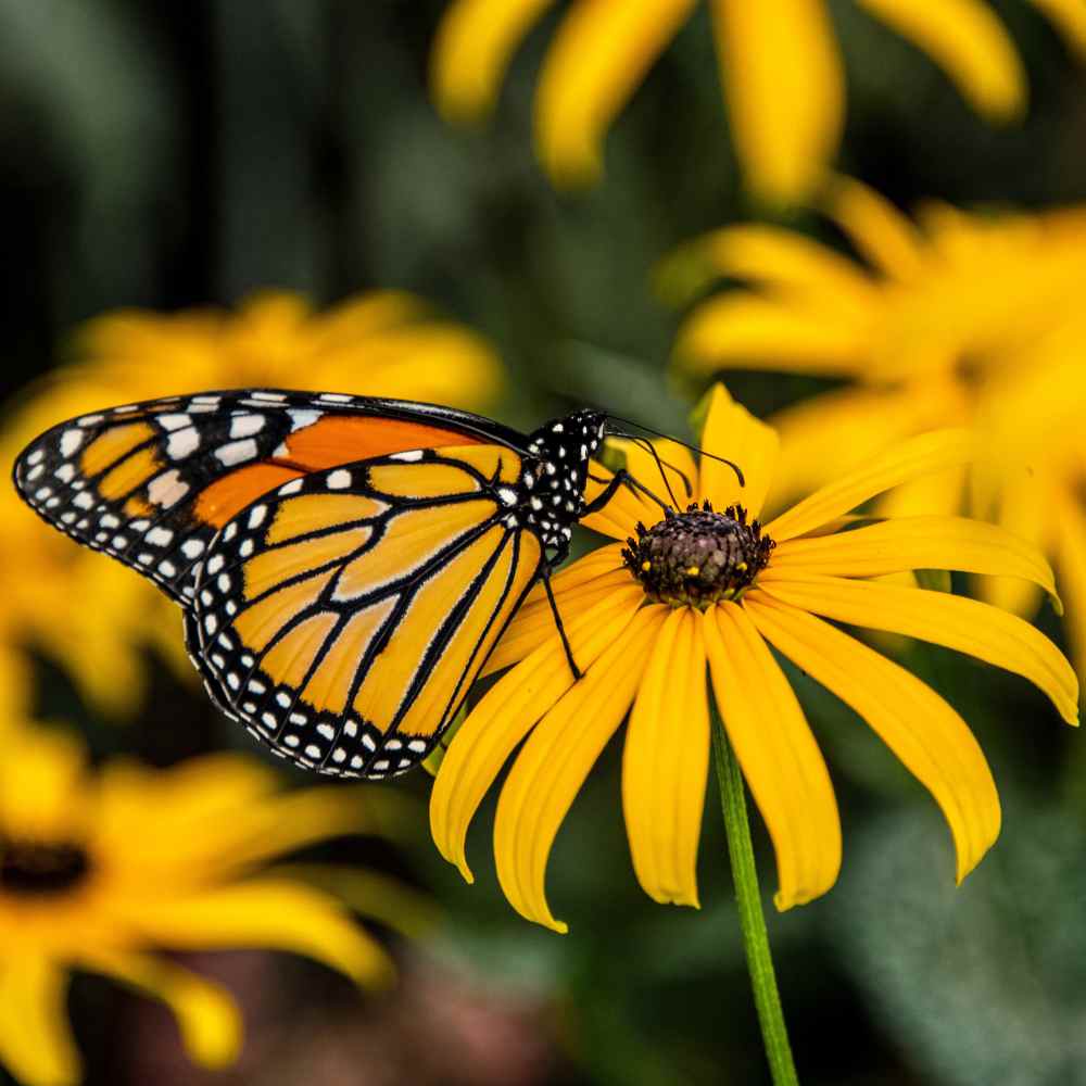 Garden Sprinkles Ornament | Monarch Milkweed