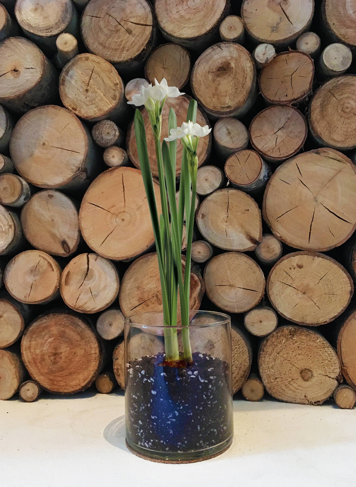 Garden in a Bag | Christmas Paperwhites | Best Seller