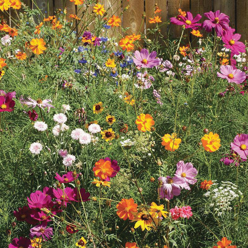 All You Do Be Done In Love - Wildflower Mix Seed Packets