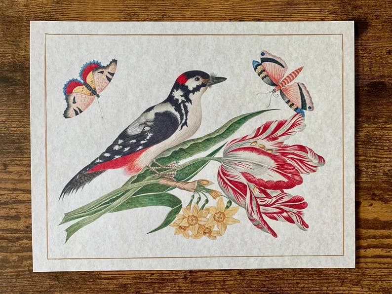 Ornithological Beautiful Botanical Bird Prints : All Prints 5X7