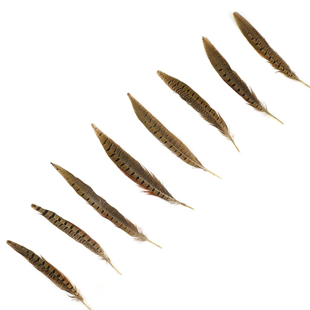 10 Pc/ Pkg Ringneck Pheasant Tails 8-10" - Natural