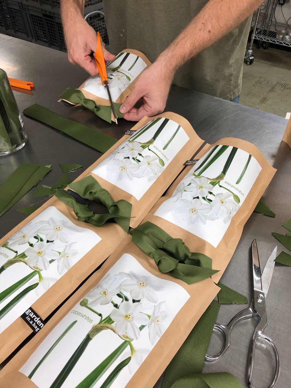 Garden in a Bag | Christmas Paperwhites | Best Seller
