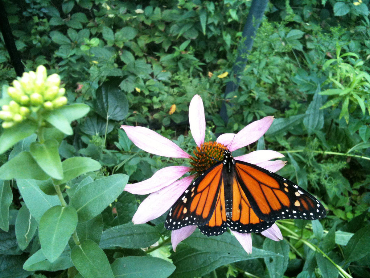 Garden Sprinkles Ornament | Monarch Milkweed